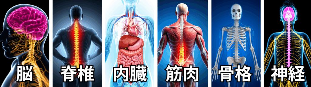 人体図写真（脳、脊椎、内臓、筋肉、骨格、神経）